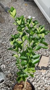 Bibit Jeruk Santang Madu Asli Kondisi Berbuah Lebat Super