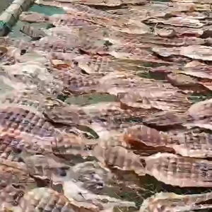 100gr Khô Bạch Tuột Nhỏ Dùng Nấu Nước Canh Thơm Ngon Đặc Biệt-  ĐẶC SẢN MINH TRIẾT