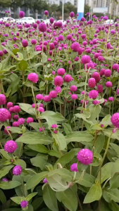 Hạt giống hoa cúc bách nhật tím -gói 100 hạt