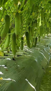 Hạt Giống Dưa Leo lai F1 ELSU 244 (10G)