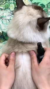 Obat kutu kucing paling ampuh aman dijilat mengatasi telur kutu pada kitten obat kutu spray semprot 60ml