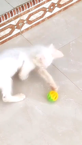 Bola Kringcing Mini Mainan Kucing