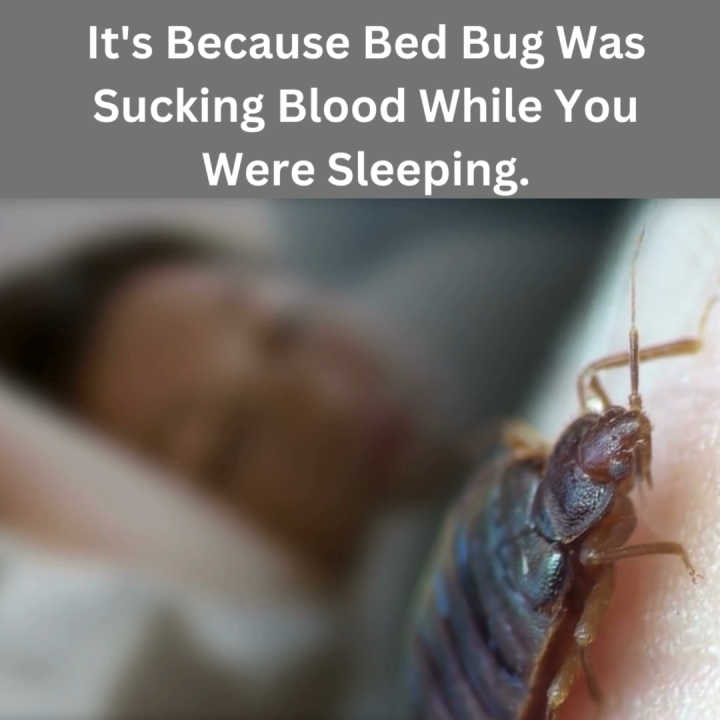 PestOff Bed Bug Flea Spray Kill Bed Bug Bunuh Pepijat Fast-Acting