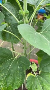 Hạt giống hoa hướng dương cao -gói 30 hạt