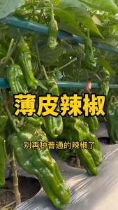 Benih Kulit Nipis Cili Hijau (30 Seeds)/薄皮辣椒种子/Thin Skin Green Chilli Pepper