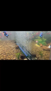 BATU AERATOR PANJANG Aerasi Airstone BATU GELEMBUNG UDARA BATU AQUARIUM