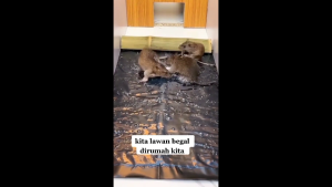 5PCS/10PCS Lem Tikus Ampuh 0.6m 1.2m Perangkap Jebakan Lem Tikus Jumbo Super Besar Kuat Dan Aman Non Toxic