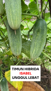 Benih Timun Baby Lalap ISABEL F1 20 Gram Cap Bunga Matahari Unggul Lebat