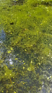 Duckweed floating plant 50G