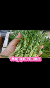 Hạt Giống Rau Má Ta Lá Nhỏ (0.5gr~220 hạt) TR42