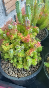 ตอบลูคริส Myrtillocactus geometrizans ฟอร์มกอสีฟ้า สวยมากน้องจะ เปลี่ยนสีใบไปตามสภาพอากาศ (วางไว้ในแดดจัดสีจะแดง ถ้าวางในร่มแใบจะเป็นสีฟ้าเขียว ) อยู่ในกระถาง 4-8 นิ้ว ส่งแบบเคาะดิน