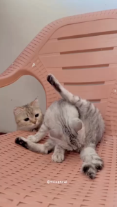 Vetpicurean Chubby Gummy Essential - Vitamin Anjing Kucing