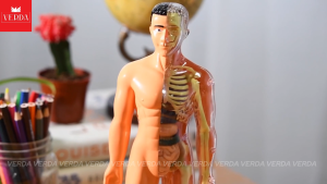 Mô hình cơ thể người – đồ chơi trẻ em bộ xương con người giải phẫu có thể tháo rời khoa học STEAM VERDA