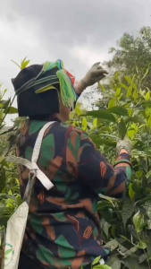 TRÀ SHAN TUYẾT CỔ THỤ HÀ GIANG VỤ XUÂN 500GR CHÈ SAN TUYẾT CỔ THỤ HÀ GIANG VỤ XUÂN NGON NHẤT