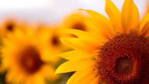 SUNFLOWER SEED`S DWARF VARIETY