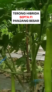 Benih Terong Hijau Panjang 500 Biji SEPTA F1 Asli Cap Bunga Matahari