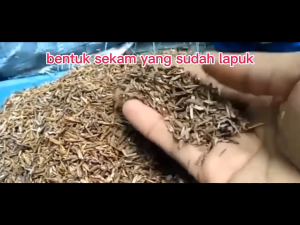 sekam mentah lapuk fermentasi 500 gram