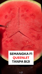 Benih Semangka F1 Queenlet 3 biji Tanpa Biji