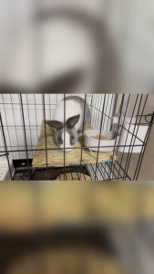 ที่นอนหญ้าถัก เสื่อหญ้ากระต่าย รังนอนหญ้า เสื่อฟางแบบนุ่ม ของเล่นลับฟันกระต่าย สัตว์กินได้ สำหรับลูกกระต่าย แกสบี้ ชินชิล่า