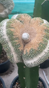 โนโตแคคตัส สโคปา มอนโทรส คริสตาต้า (NOTOCACTUS SCOPA CRISTATA CACTUS ไม้กราฟ ตอสามเหลี่ยม พร้อมส่ง ส่งแบบเคาะดิน