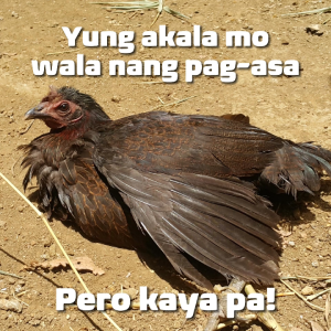 Pit Cobra L-Spectrum B - Ang Bidang Kontra Bacteria! The End ang Malalang Impeksyon! 100 mL