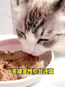 A Comprehensive Guide to Nutritious Cat Treats & Wet Food