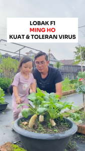 Benih Lobak F1 MING HO 50 BIJI Known You Seed