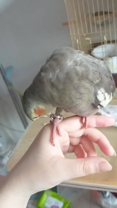 ห่วงเปิดขานก ห่วงเปิด ห่วงเปิดคล้องขานก สีทองสีเงิน เบอร์ 4-15 ซม สำหรับฟอพัส เลิฟเบิร์ด คอกคาเทล