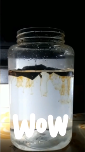 🇸🇬 GOBETTA SUPER Dark Indo Grade Ketapang Leaves Indian Almond Super Black ketapang Leaves Betta Fish Ready To Use PREMIUM QUALITY BETTA SHOP BETTA STORE FISH SHOP BETTA OUTLET BETTA RETAIL BETTA RETAIL SHOP BETTA SINGAPORE ONLINE SHOP BETTA MARKET