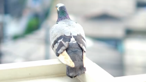 ARRA DRESS BY NINOS DESIGN