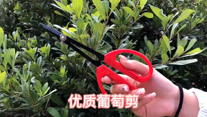 20.5cm Gunting Pruning Bonsai Merah Hitam Gunting Bonsai Pruning Daun Gunting Tanaman