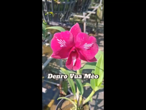 HOA LAN VUA MÈO Kiểu Thiết Kế Hoa Lan Cách Chăm Sóc Hoa Lan - Lazada