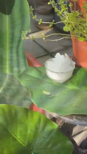 [ELEMENTZ] Magnesium Flakes