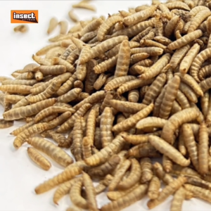 Sâu Canxi Sấy Phồng nguyên chất INSECT VIETNAM - Cho vật nuôi thú cưng gia cầm gia súc: Gà Chim Cá Gặm Nhắm Chó Mèo Bò Sát Heo - Túi 1kg