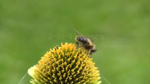 2 In 1 Lensa Super Wide Angle & Macro Smartphone Aksesoris Lensa Pembesar 12.5X Camera HP Dengan Klip Untuk Handphone