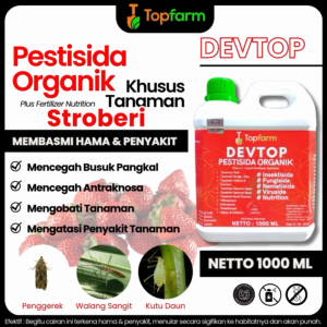 Cara Mengatasi Hama & Penyakit Stroberi