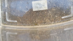 Shrimp no colour 15 pcs