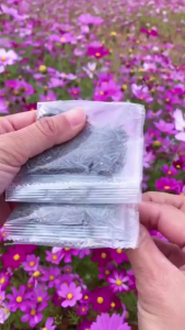 Hạt giống hoa cúc sao nhái mix màu-50gr(khoảng 5000 hạt)nãy mầm 100%
