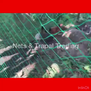 Thick Chicken Net Range Net: A Comprehensive Guide