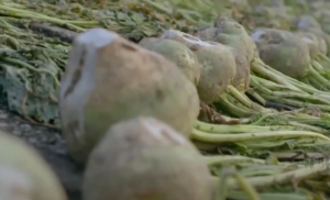 广东新鲜腌制大头菜salted vegetable 3kg