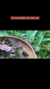 Trà tía tô tiến thành Hộp 30 túi lọc hết nám da giúp da sáng mịn. hỗ trợ gout hiệu quả