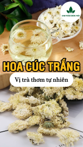 Hoa cúc trắng 100g trà hoa cúc khô nguyên bông trắng đẹp trà bạch cúc tốt cho sức khoẻ