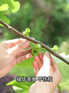 1/5pcs Adjustable Plant Branch Bending Holder Reusable Branch Puller Branch Holder Clip Bonsai Modelling Tool Branches Fixator Plastic Fruit Tree Branch Bender Tree Pressing Bending Modelling Tool Gardening Accessories