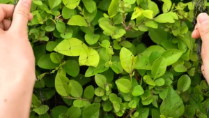 20 Meter Garden Bird Net Nylon Anti Bird Catcher Netting Garden Mesh Pest Control