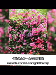 WHOSALES 60 litre Vermiculite SUCCULENT CACTUS STONE Granular soil (Coarse Grade)