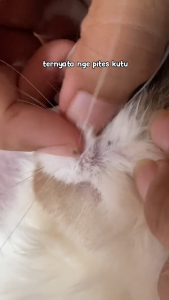 OBAT TETES KUTU KUCING & ANJING PEMBASMI PENGHILANG ANTI KUTU PADA KITTEN AMPUH 10ML