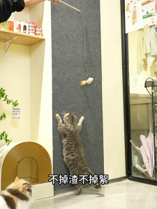 Cat Scratch Furniture Protector: A Comprehensive Guide