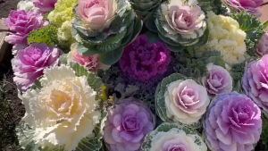 Hạt giống Bắp Cải Hoa Hồng-gói  30 hạt - tặng kèm gói phân bón lót