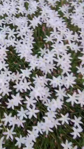 Combo 10 củ hoa huệ mưa màu trắngtóc tiênngãi nàng mơn