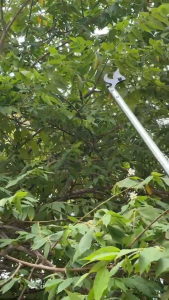 กรรไกรสูง ตัดกิ่งไม้แบบสูง เครื่องมือตัดกิ่งไม้ที่สูงตัดกิ่งไม้ ลิ้นจี่และลำไย หรืออื่นๆ กรรไกรสูง คละสี สีแดง สีส้ม T66